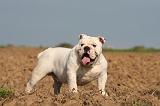 BULLDOG ANGLAIS 174